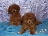 Той пудель щенки, фотография 2