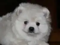 Очаровательный Кремовый Мальчик