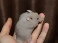 Сирийские хомяки, молодые, ручные, фотография 5
