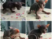 Канадский сфинкс котята, фотография 4