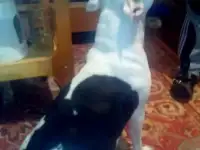 Продаются щенки амстаффа!!!, фотография 10