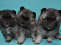 Щенки немецкого вольфшпица/кеесхонда