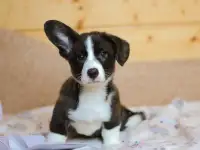 Щенки вельш корги кардиган