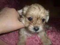 Цветная болонка. Инструктор по вязкам. Роды., фотография 4