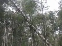 Доска