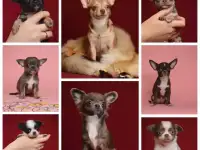 Щенки Чихуахуа