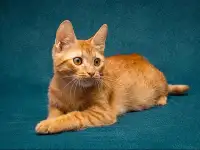 Рыженькое солнышко Юна,чудесный ласковый котенок в добрые руки