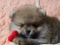 Немецкий шпиц, фотография 2