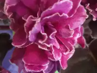 Фиалки, фотография 3