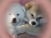 Фантастические девочки Акитки