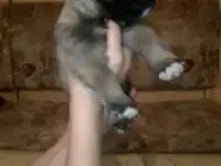 Животные, фотография 5