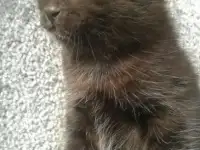 Черный котенок