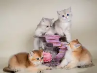 Британские котята. Золотые окрасы. Голубое золото