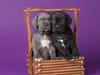 щенки кане корсо, фотография 3