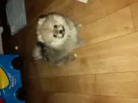 Щенки шпиц