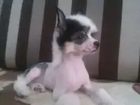 Вязка, фотография 4