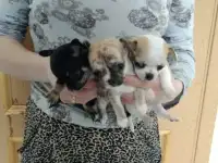 Продам щеночков чихуахуа