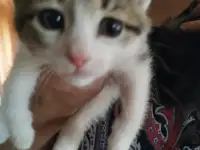 Отдам в хорошие руки котята