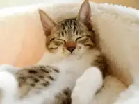 Передержка кошки, кота или котёнка