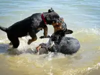 Щенки Ротвейлера