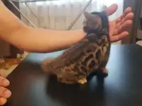 Бенгальские котята