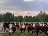 Коровы, нетели и телки Казахской Белоголовой породы