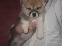 Вельш корги пемброк, фотография 4