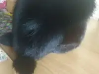Продам зимнюю шапку, фотография 2