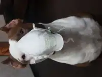 Питбуль На вязку
