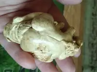 Фигурка из кости, фотография 4