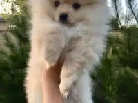 КРАСИВЫЕ ШПИЦЫ