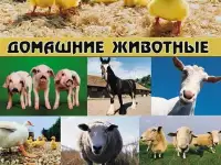 Полнорационные сбалансированные комбикорма., фотография 2