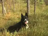 Щенки РЕЛ