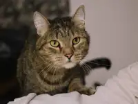 Самый добрый кот в хорошие руки, фотография 2