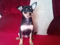 Щенок той терьер