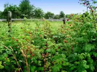 ПРОДАМ ДАЧУ!!!!, Спокойное место, нет проезжающих машин, дружные соседи. 1 собственник. Есть небо 20,00 м2, фотография 2