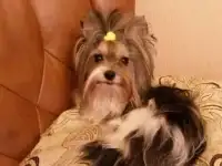 Отдам в добрые руки БиверЙорка