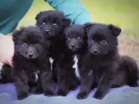 Чудесные маленькие щенки, мальчики и девочки в добрые руки