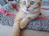 Продам котенка шотландской вислоухой, фотография 3