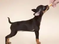 Очаровательные щенки русского тоя !!!, фотография 12