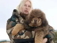 Щенки тибетского мастифа