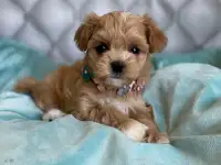 Милые щеночки Мальтипу!!