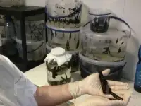 Продажа  Пиявок Медицинских в Луганске