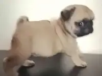 Щенки мопса