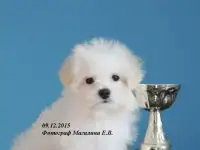 Бишон фризе, выставочные и в качестве любимца., фотография 11