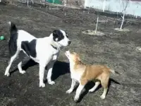 Щенки ждут именно Вас