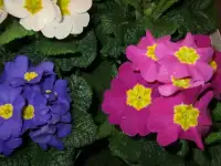 Отдам комнатные цветы , фотография 5