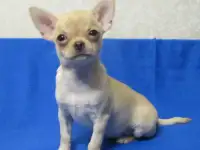 Чихуахуа г/ш девочка