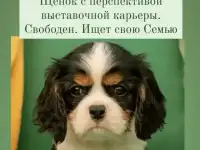 Кавалер кинг чарльз спаниель щенки, фотография 5