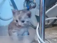 Шотландский котёнок, фотография 7